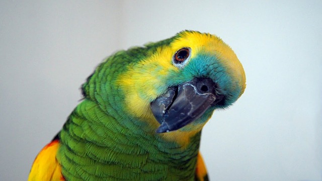 Amazon-Parrot